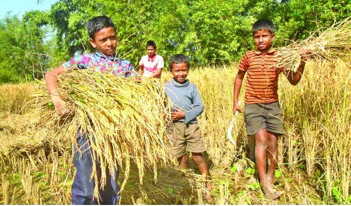 হেমন্তের মৌনতা ছাপিয়ে মেতে উঠি নবান্ন উৎসবে